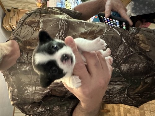 Chihuahua puppy