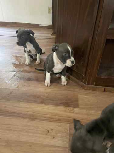 Razor edge gotti and gator