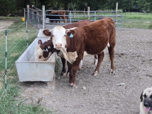 Registered Hereford Heifer (Bred)