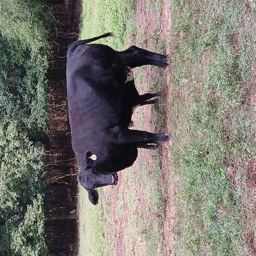 2 Year Old Brangus Heifer with new black herford bull calf 