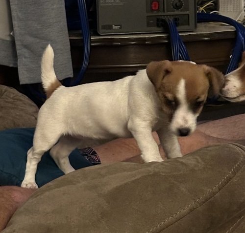 “Shorty” Jack Russell Female