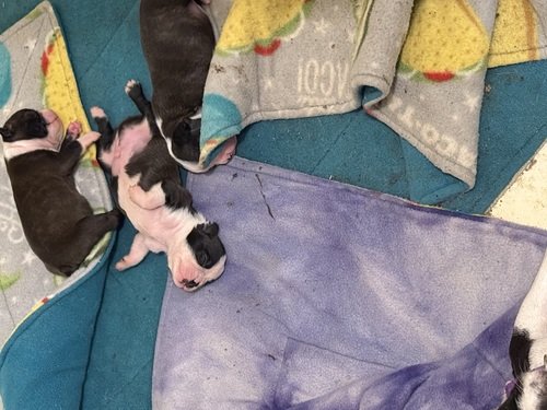 Puppies  they are 13 days old $200 deposit is requested