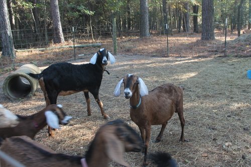 Nubian Goats