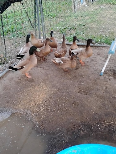 Ducks