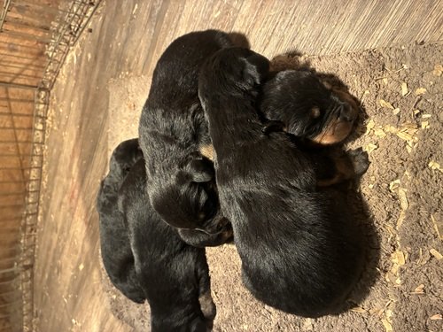Akc Rottweiler puppies 