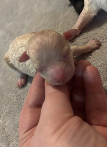 Toy & Mini Poodle puppies 