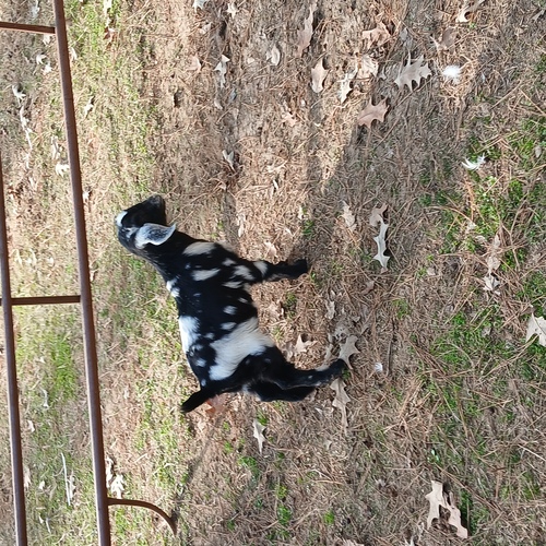 Baby goats mostly boer bred