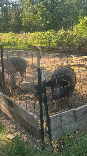 Hogs for sale 