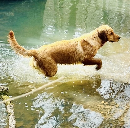 Golden Retreiver