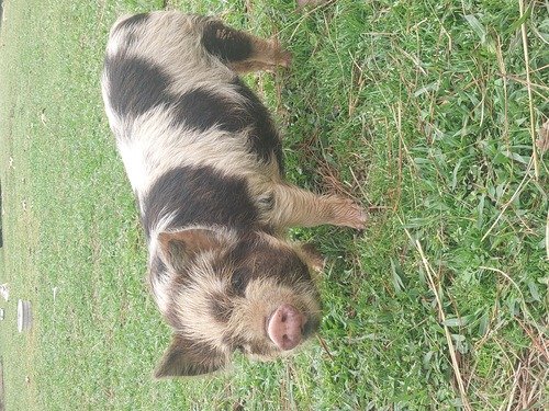 KuneKune piglets 