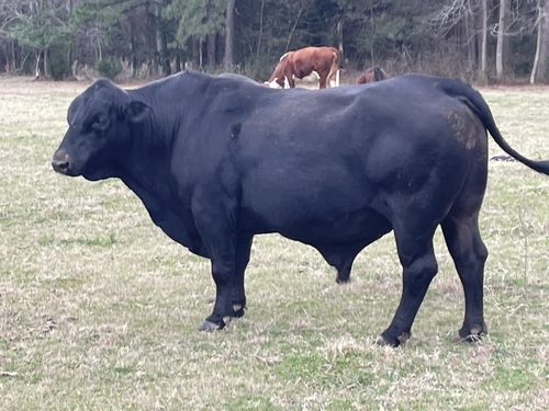 Brangus Bull