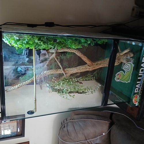 Female Chameieons and new tank