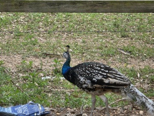 peacocks