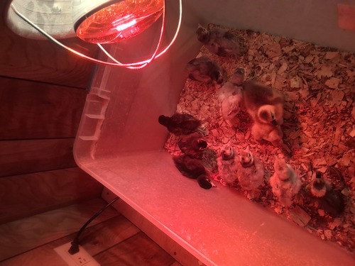 Baby turkeys 