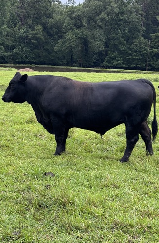  Bull For Sale