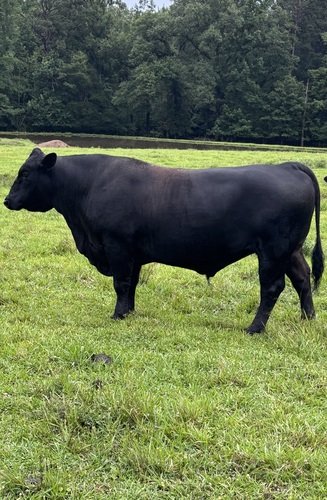  Bull For Sale