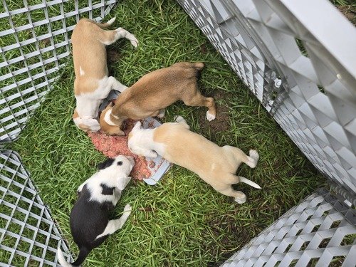 Free Puppies 