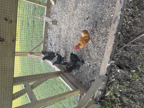 Roosters for sale