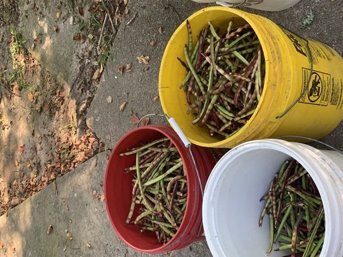 Purple hull peas. Shelled and unshelled.