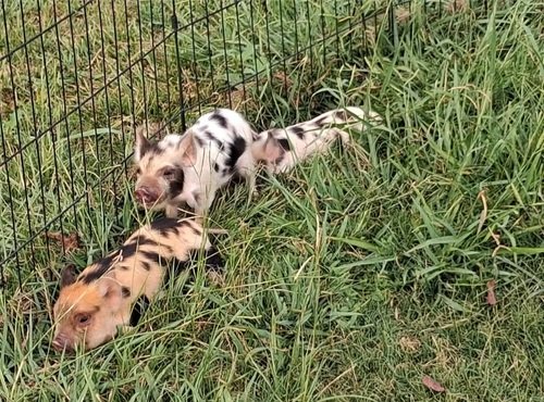 Kune Kune Piglets 