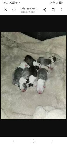 FRENCHTON PUPPIES