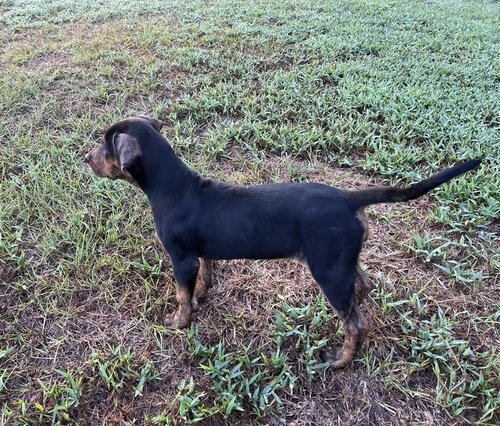 NALC Registered Catahoula Puppy 