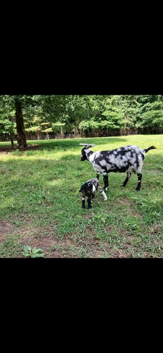 15 month old kiko buck and 2 year old dapple boer doe