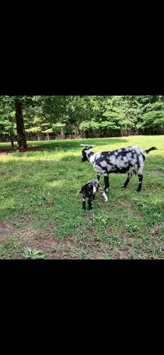 15 month old kiko buck and 2 year old dapple boer doe