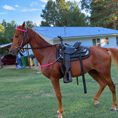 Horse forsale male