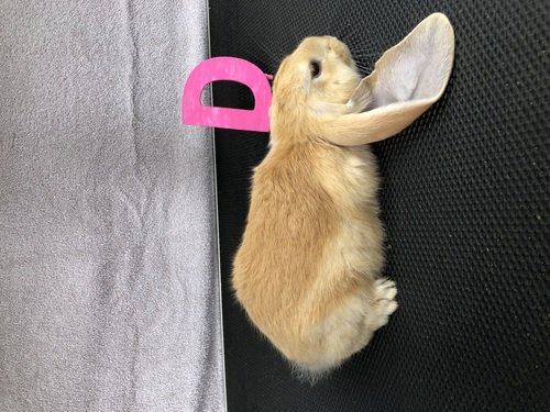 Pedigreed English Lop Rabbits 