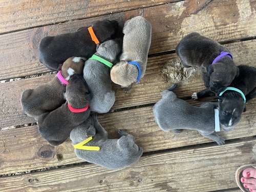 OMCBA registered Mountain Curr Puppies