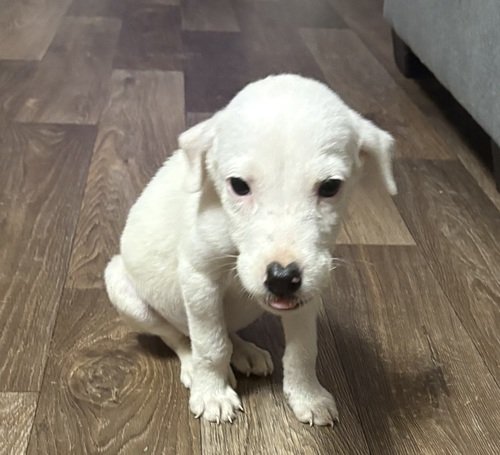 Free puppy 
