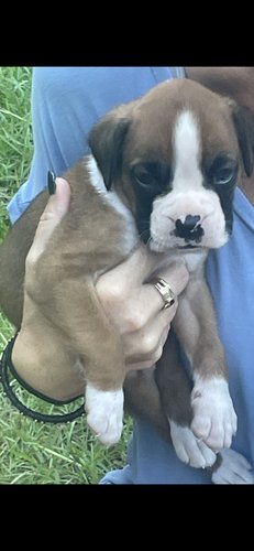AKC BOXER