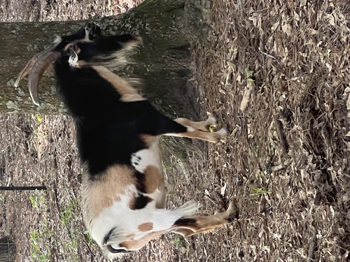 Nigerian Dwarf Billy