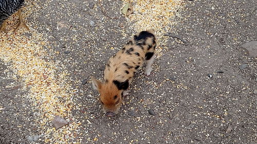 Kunekune Pigs