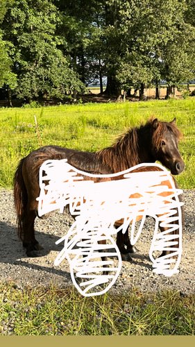 Mini Horse Stud 
