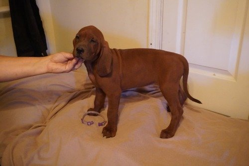 Redbone coonhound pups 