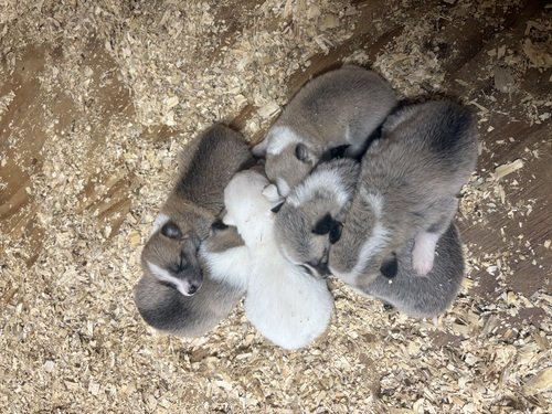 Ukc registered west Siberian Laika puppies 