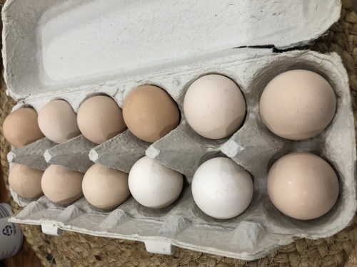 Farm fresh eggs 