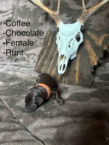 Full blood Labrador Retrievers 