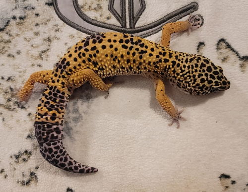 Leopard tail geckos $30 each