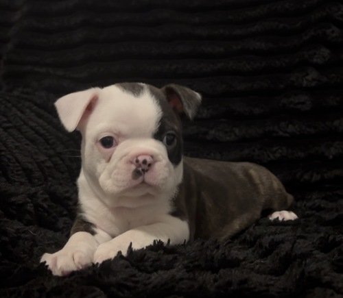 Boston Terrier Female 