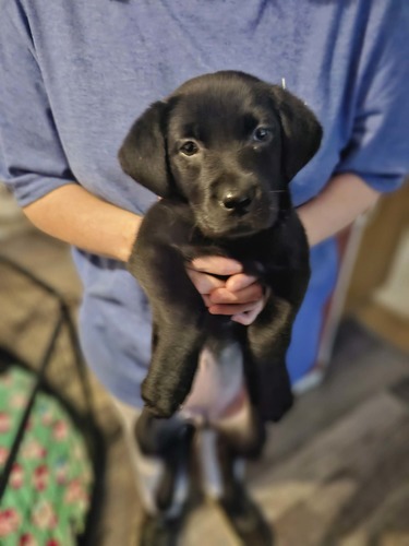 Full blooded black lab puppy 