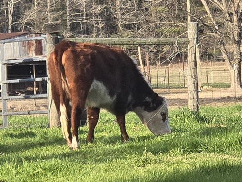 Registered Hereford Heifer