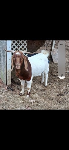 Champion bred Boer Buck 100% 