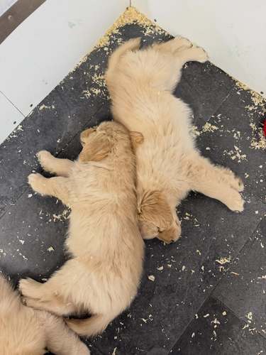 Golden Retriever puppies  available for adoption 