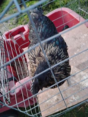 Turken and black Svarrhona rooster 