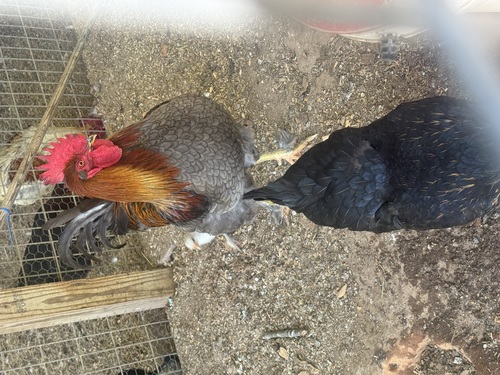 Blue copper Maran rooster 