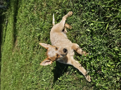 Australia cattle dogs pups