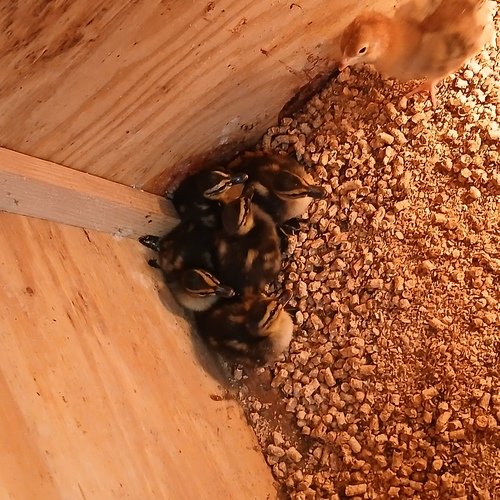 Miniature mallard ducklings 